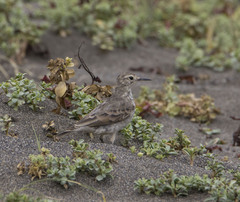 Geositta cunicularia