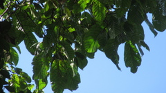 Minquartia guianensis