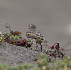 Geositta cunicularia