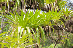 Werauhia