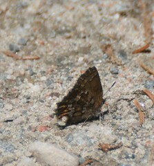 Callophrys niphon