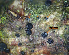 Tryblidiopsis magnesii