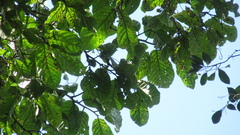 Minquartia guianensis