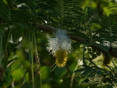 Dichrostachys cinerea