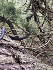 Drymarchon melanurus