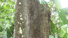 Minquartia guianensis