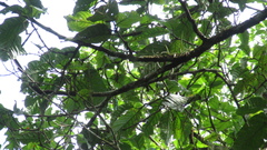 Minquartia guianensis