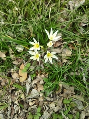 Nothoscordum bivalve
