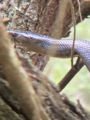 Drymarchon melanurus