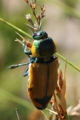 Temognatha variabilis