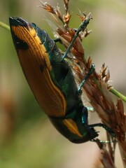 Temognatha variabilis