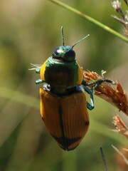 Temognatha variabilis