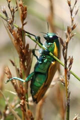 Temognatha variabilis