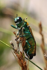 Temognatha variabilis