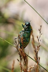 Temognatha variabilis