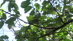 Minquartia guianensis