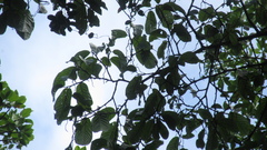 Minquartia guianensis