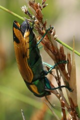 Temognatha variabilis