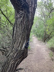 Drymarchon melanurus