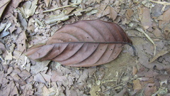 Minquartia guianensis
