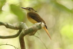 Onychorhynchus coronatus
