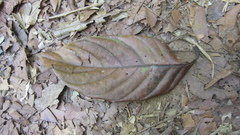 Minquartia guianensis
