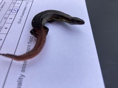 Oligosoma aeneum