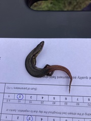 Oligosoma aeneum