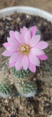 Trichocereeae