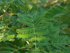 Dichrostachys cinerea