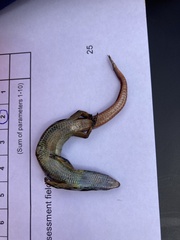 Oligosoma aeneum
