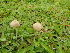 Conocybe