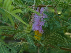 Dichrostachys cinerea