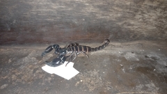 Heterometrus laoticus