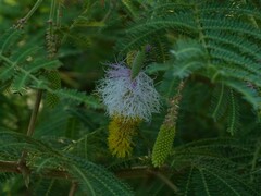 Dichrostachys cinerea
