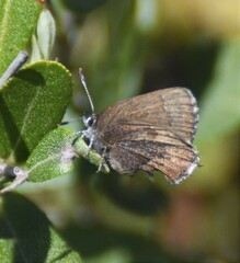 Callophrys augustinus