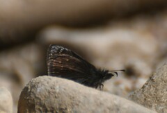 Erynnis icelus