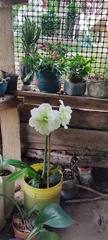 Hippeastrum hybridum