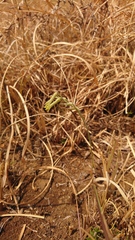 Dipcadi ciliare