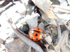 Harmonia dimidiata
