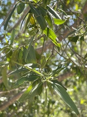 Vallesia glabra