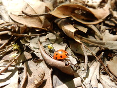 Harmonia dimidiata