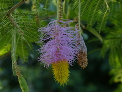 Dichrostachys cinerea