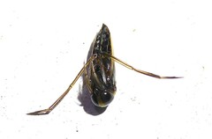 Anisops