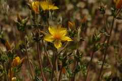 Mentzelia lindleyi