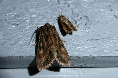 Ichneutica mutans