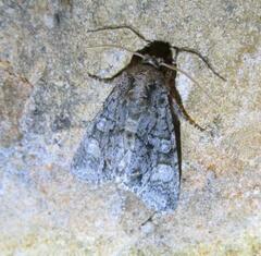 Phosphila miselioides