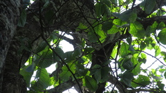 Minquartia guianensis