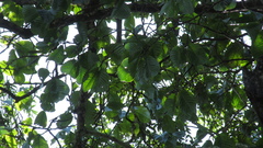 Minquartia guianensis