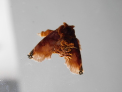 Cheromettia sumatrensis